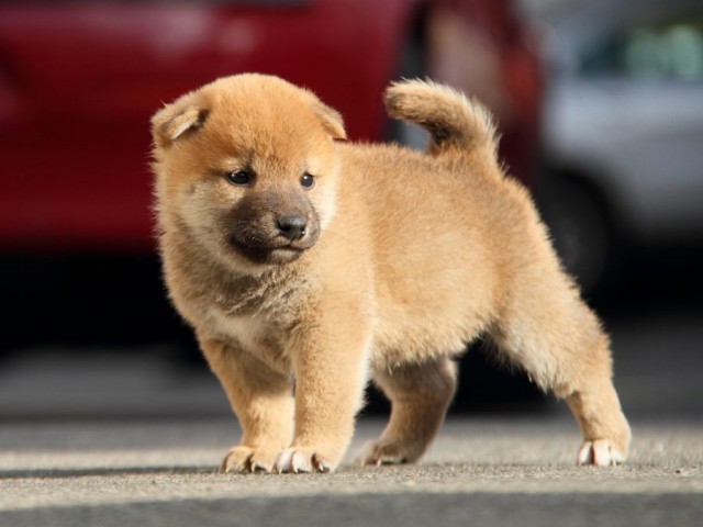 IMG_5783-shibainu-koinu IMG_5783-shibainu-koinu