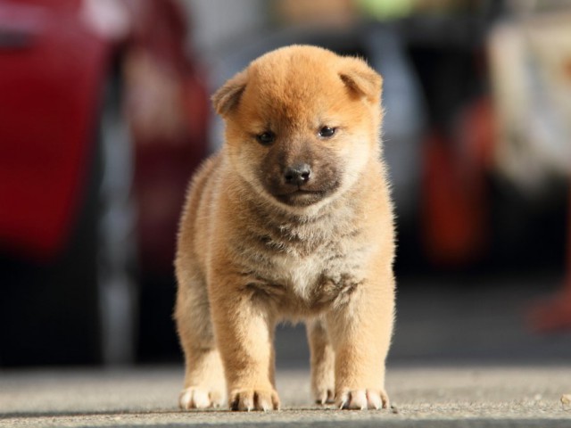 IMG_5792-shibainu-koinu IMG_5792-shibainu-koinu