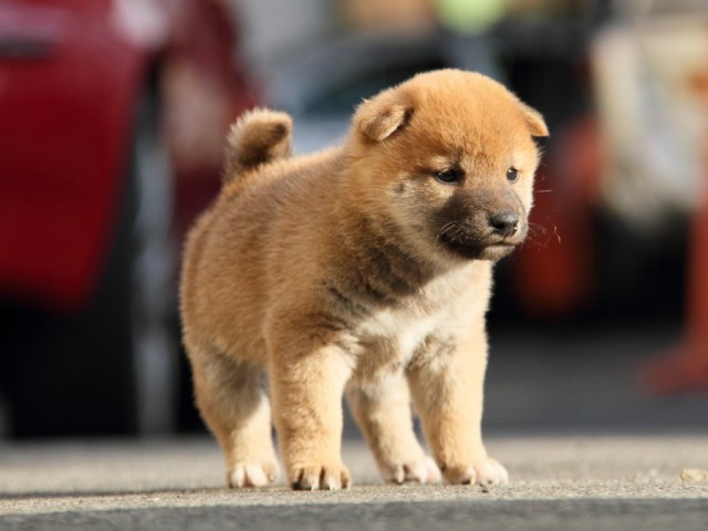 IMG_5795-shibainu-koinu IMG_5795-shibainu-koinu