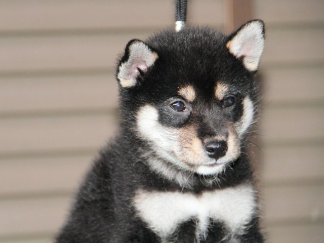 IMG_5830-shibainu-puppy IMG_5830-shibainu-puppy