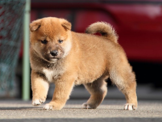 IMG_5832-shibainu-koinu IMG_5832-shibainu-koinu