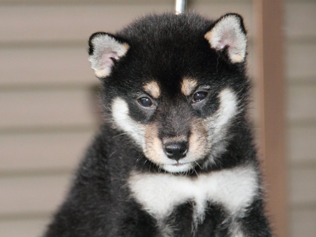 IMG_5833-shibainu-puppy IMG_5833-shibainu-puppy