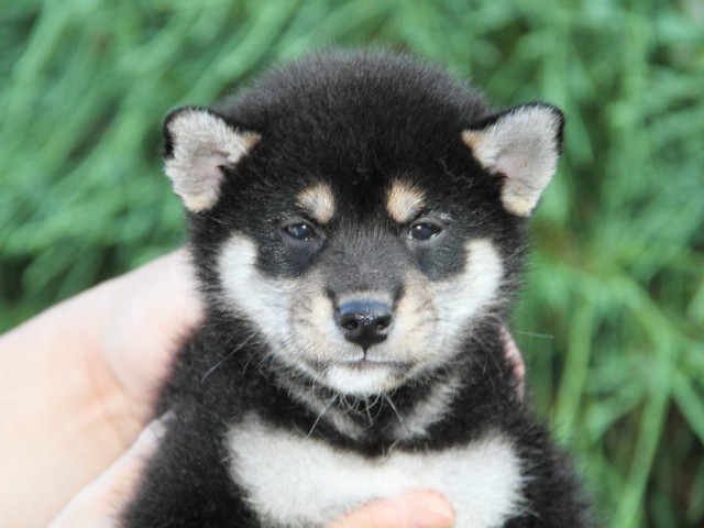 IMG_5835-shibainu-puppy IMG_5835-shibainu-puppy