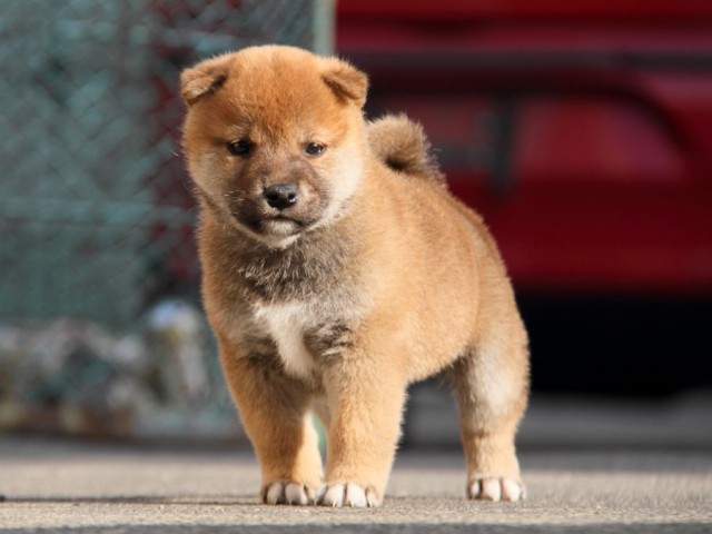 IMG_5847-shibainu-koinu IMG_5847-shibainu-koinu