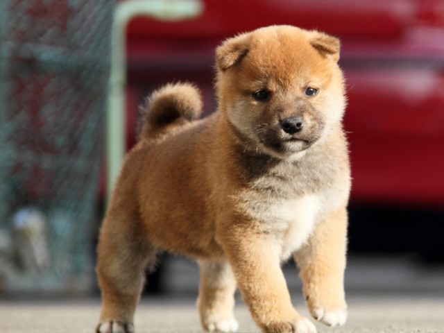 IMG_5853-shibainu-koinu IMG_5853-shibainu-koinu