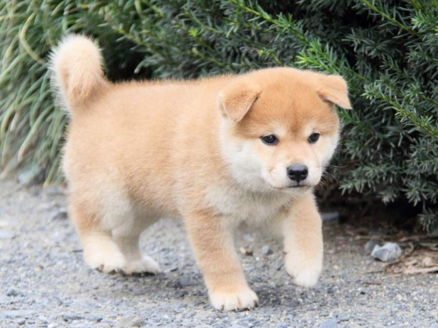 IMG_5859-shibainu-koinu IMG_5859-shibainu-koinu