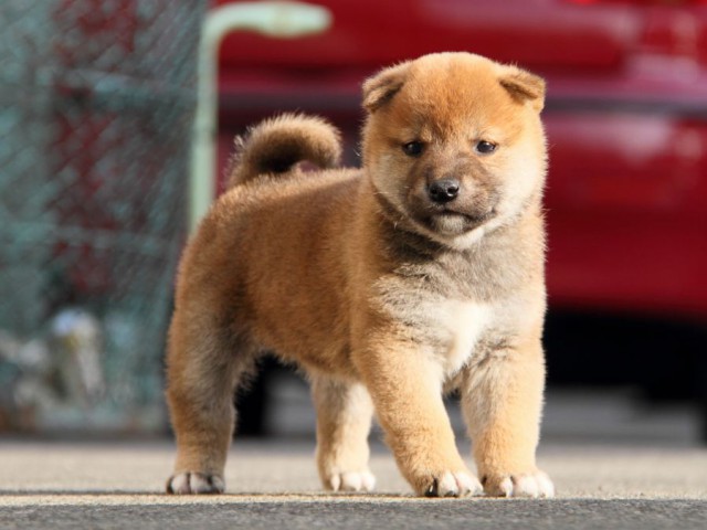 IMG_5861-shibainu-koinu IMG_5861-shibainu-koinu
