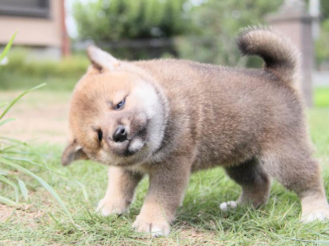 IMG_5865-shibainu Puppy IMG_5865-shibainu Puppy