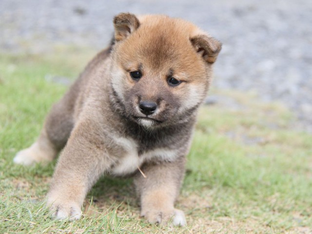 IMG_5868-shibainu Puppy IMG_5868-shibainu Puppy