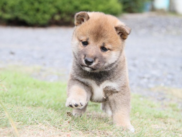 IMG_5869-shibainu Puppy IMG_5869-shibainu Puppy