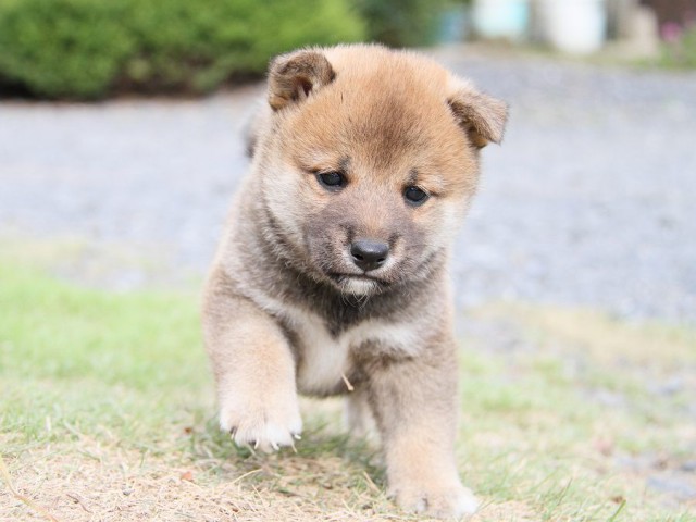 IMG_5871-shibainu Puppy IMG_5871-shibainu Puppy