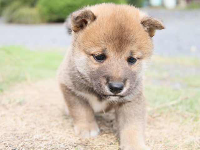IMG_5875-shibainu Puppy IMG_5875-shibainu Puppy