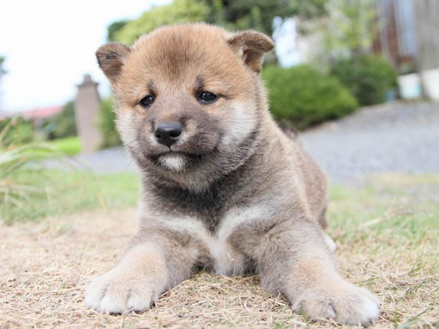 IMG_5879-shibainu Puppy IMG_5879-shibainu Puppy