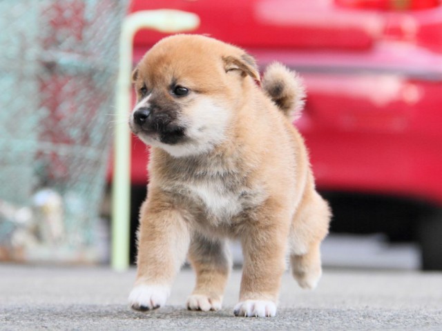 IMG_5884-shibainu-koinu IMG_5884-shibainu-koinu