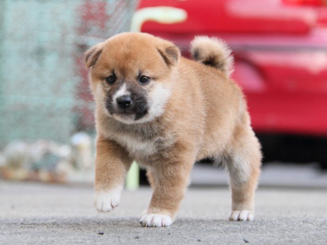 IMG_5889-shibainu-koinu IMG_5889-shibainu-koinu
