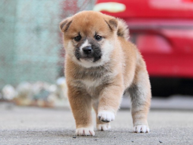 IMG_5892-shibainu-koinu IMG_5892-shibainu-koinu
