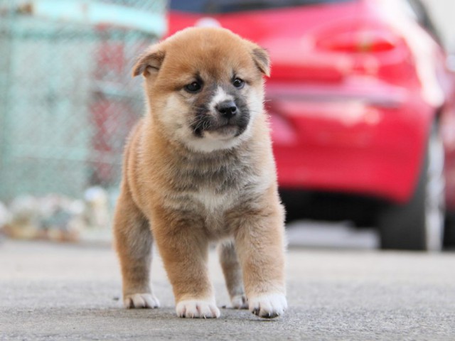 IMG_5907-shibainu-koinu IMG_5907-shibainu-koinu