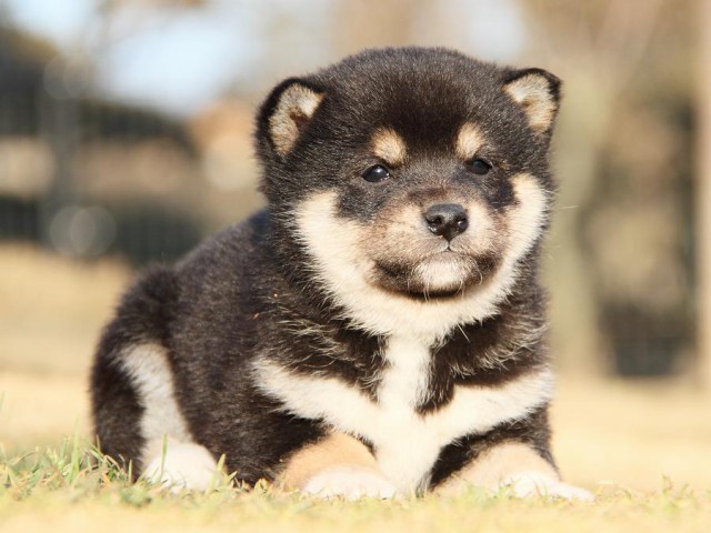 IMG_5910--shibainu Puppy IMG_5910--shibainu Puppy