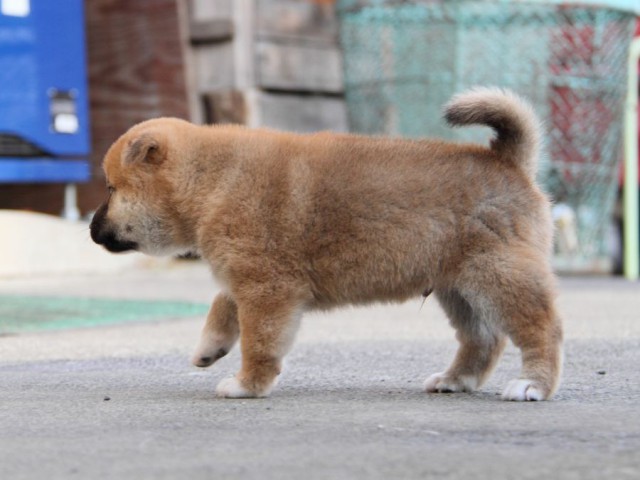 IMG_5912-shibainu-koinu IMG_5912-shibainu-koinu