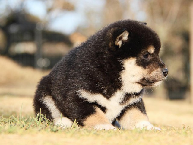 IMG_5920--shibainu Puppy IMG_5920--shibainu Puppy