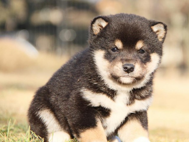 IMG_5926--shibainu Puppy IMG_5926--shibainu Puppy