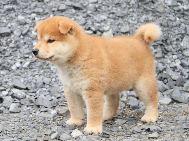 IMG_5933-shibainu-koinu IMG_5933-shibainu-koinu