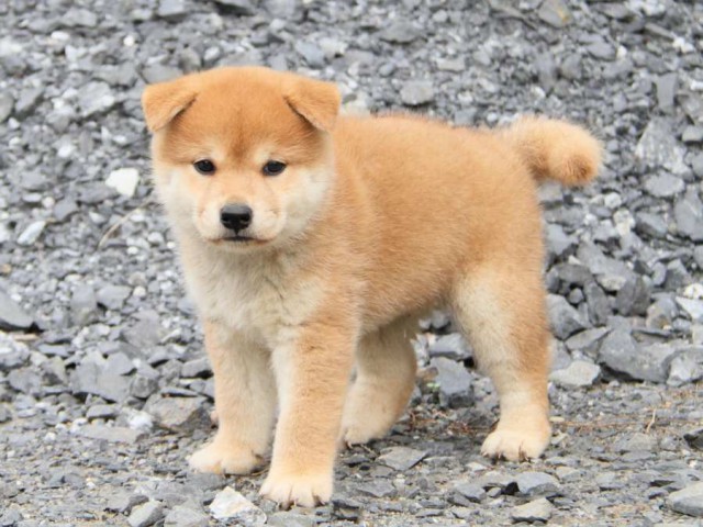 IMG_5939-shibainu-koinu IMG_5939-shibainu-koinu