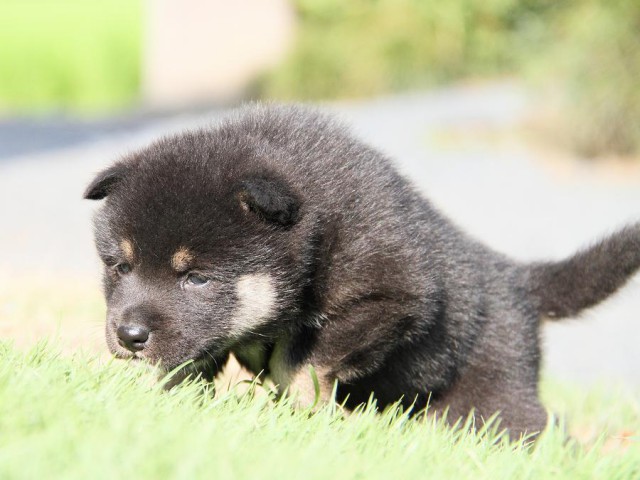 IMG_5968-shibainu Puppy IMG_5968-shibainu Puppy