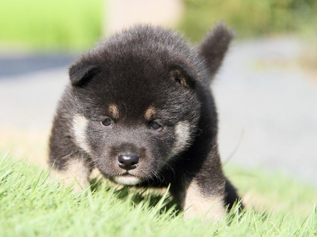 IMG_5972-shibainu Puppy IMG_5972-shibainu Puppy