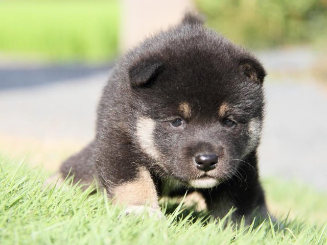 IMG_5973-shibainu Puppy IMG_5973-shibainu Puppy