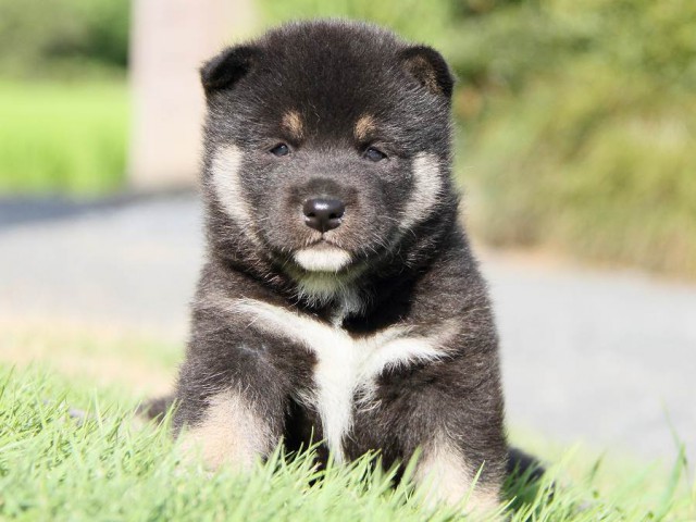 IMG_5980-shibainu Puppy IMG_5980-shibainu Puppy