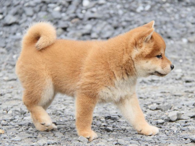 IMG_5983-shibainu-koinu IMG_5983-shibainu-koinu