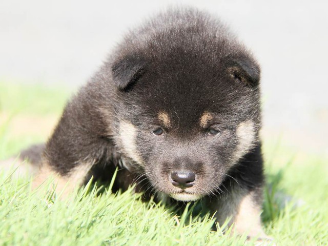 IMG_5987-shibainu Puppy IMG_5987-shibainu Puppy
