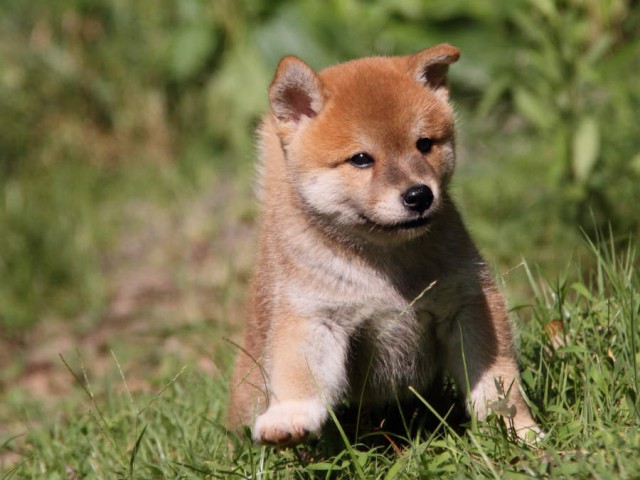 IMG_5992shiba IMG_5992shiba