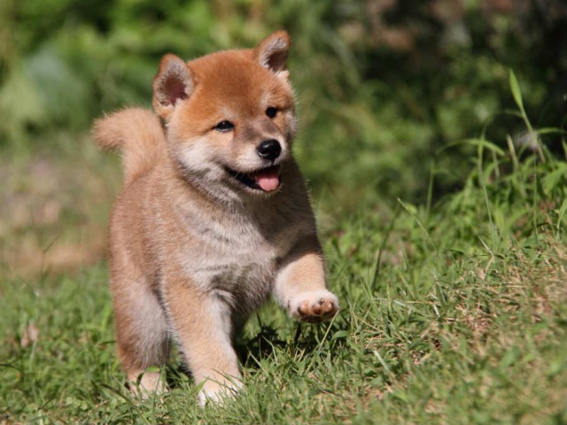 IMG_5994shiba IMG_5994shiba