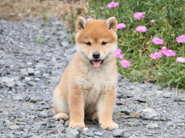 IMG_6019-shibainu-koinu IMG_6019-shibainu-koinu