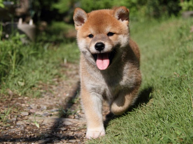 IMG_6020shiba IMG_6020shiba