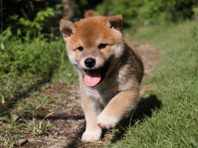 IMG_6023shiba IMG_6023shiba