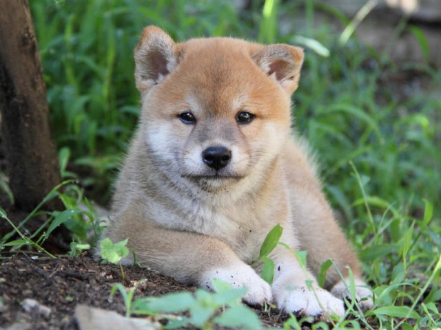 IMG_6041shiba IMG_6041shiba