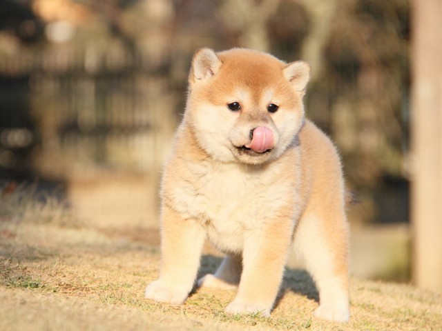 IMG_6045--shibainu Puppy IMG_6045--shibainu Puppy