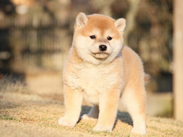IMG_6046--shibainu Puppy IMG_6046--shibainu Puppy