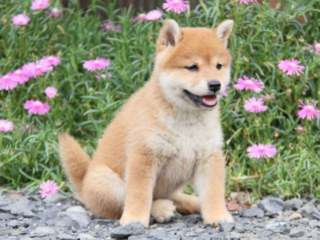 IMG_6048-shibainu-koinu IMG_6048-shibainu-koinu