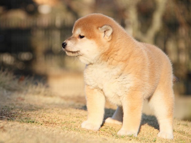 IMG_6051--shibainu Puppy IMG_6051--shibainu Puppy