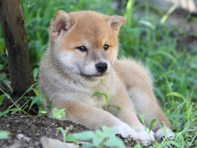 IMG_6051shiba IMG_6051shiba