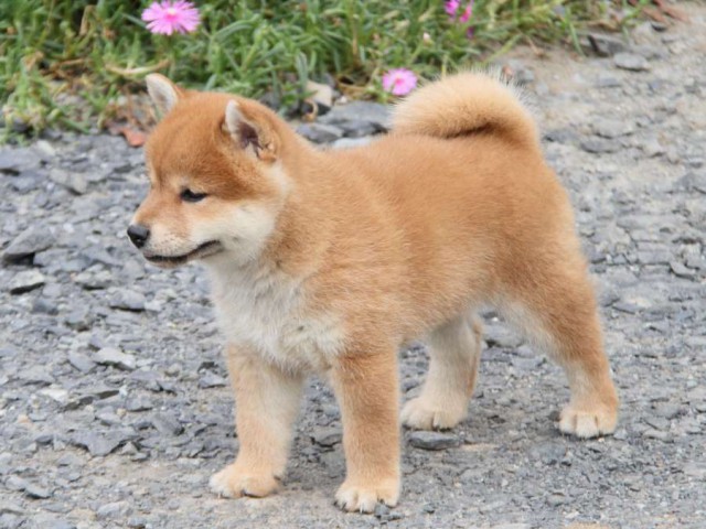 IMG_6069-shibainu-koinu IMG_6069-shibainu-koinu