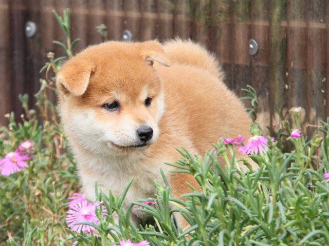 IMG_6080-shibainu-koinu IMG_6080-shibainu-koinu