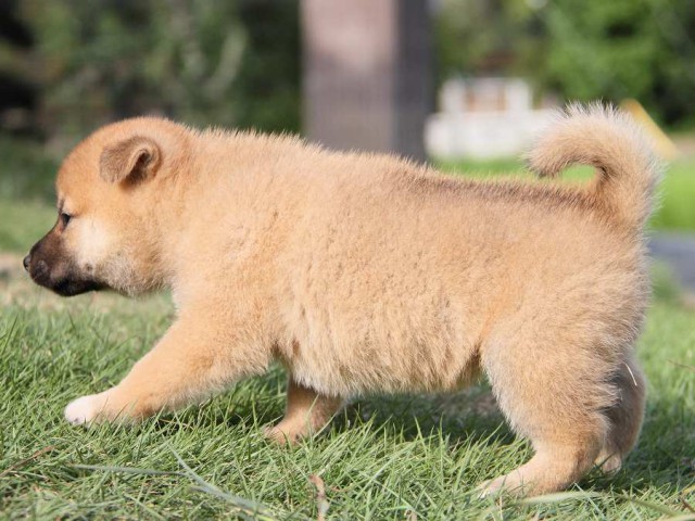 IMG_6086-shibainu Puppy IMG_6086-shibainu Puppy