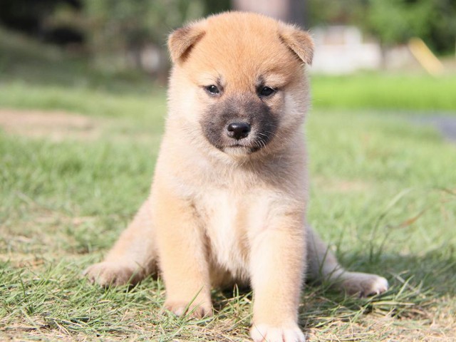 IMG_6090-shibainu Puppy IMG_6090-shibainu Puppy