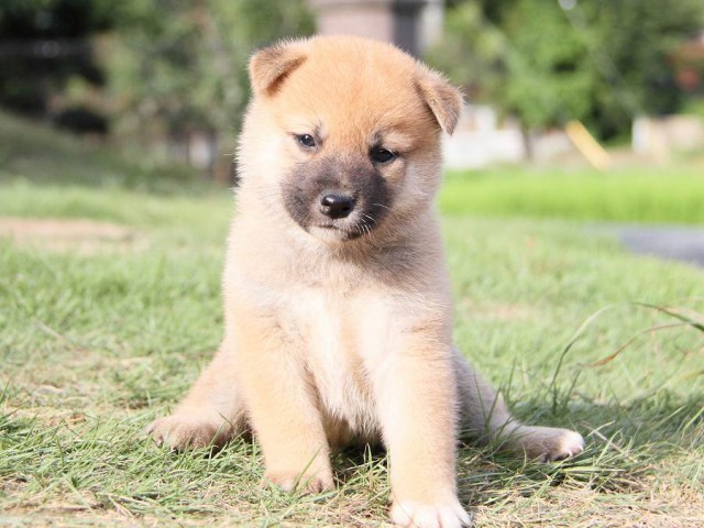IMG_6093-shibainu Puppy IMG_6093-shibainu Puppy