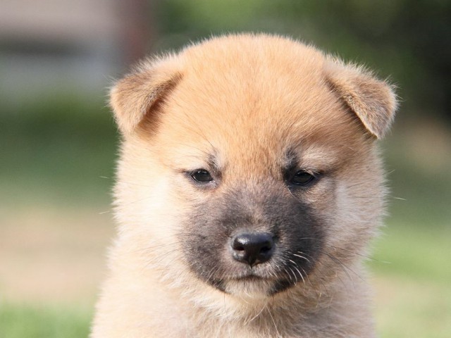 IMG_6098-shibainu Puppy IMG_6098-shibainu Puppy